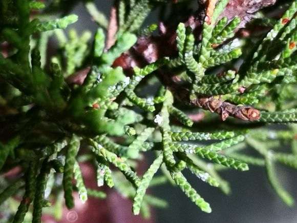 真柏下山桩得了什么病虫害 图片