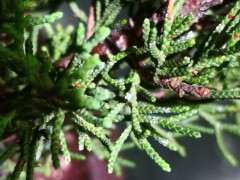 真柏下山桩得了什么病虫害 图片