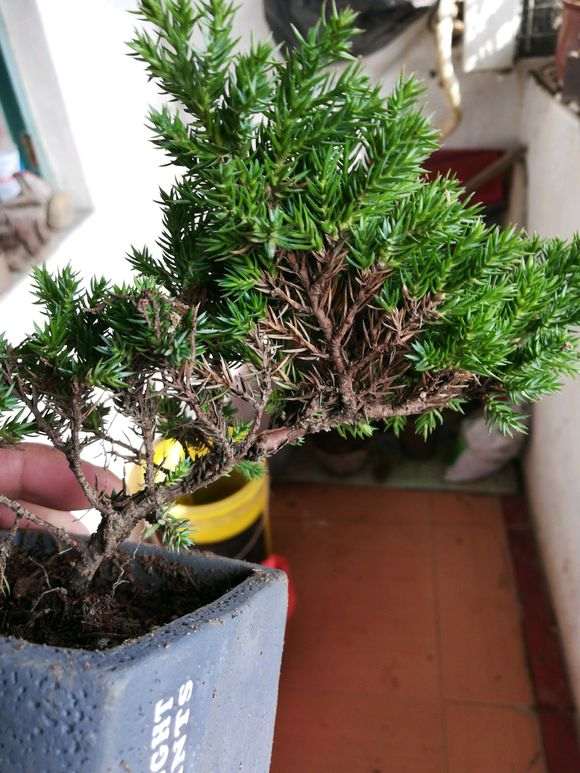这是不是新西兰珍珠柏下山桩
