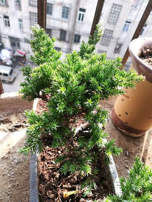这是不是新西兰珍珠柏下山桩