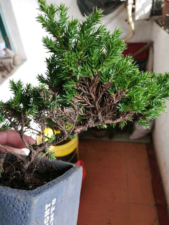 这是不是新西兰珍珠柏下山桩