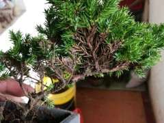 这是不是新西兰珍珠柏下山桩 图片