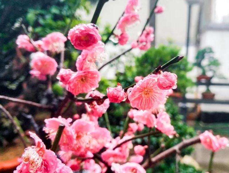 宁波花卉盆景分会常务副秘书长 李建国