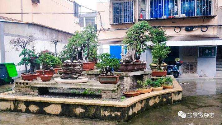 宁波花卉盆景分会常务副秘书长 李建国