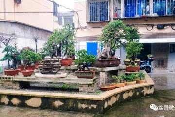 宁波花卉盆景分会常务副秘书长 李建国