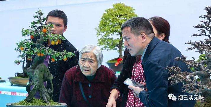 200余盆优秀盆景作品进行现场展示