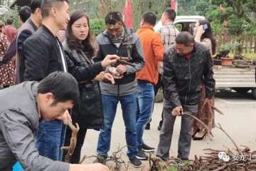 早就听说过这边有个盆景集市了