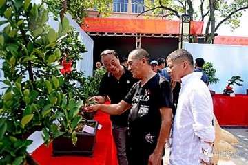 平阳县第二届盆景艺术科普文化节