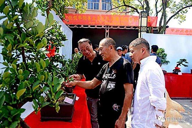 平阳县第二届盆景艺术科普文化节