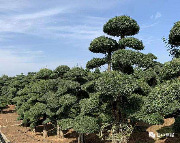 孙桥镇有对节白蜡园390家 盆景3万6千盆