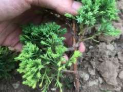 真柏下山桩开始了刺化 过程中无喷水 图片