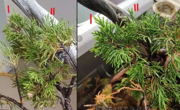 新疆柏树下山桩