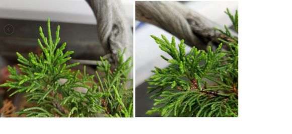 新疆柏树下山桩