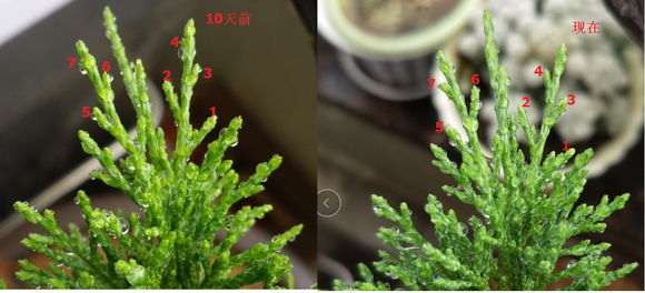 新疆柏树下山桩