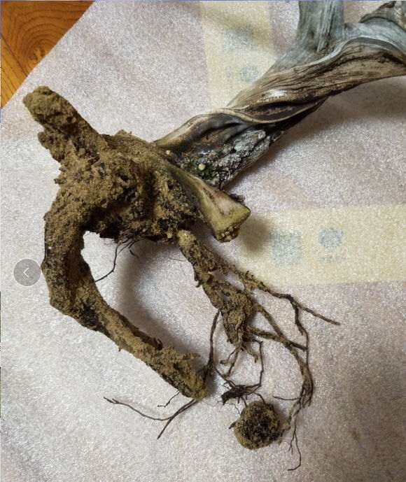 新疆柏树下山桩