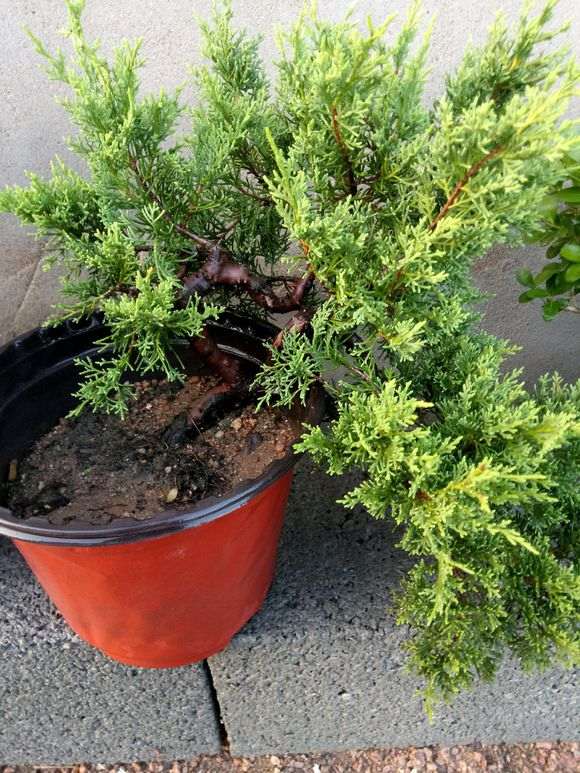 你的系鱼川真柏下山桩多久没浇水