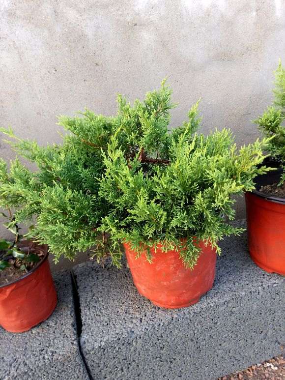 你的系鱼川真柏下山桩多久没浇水