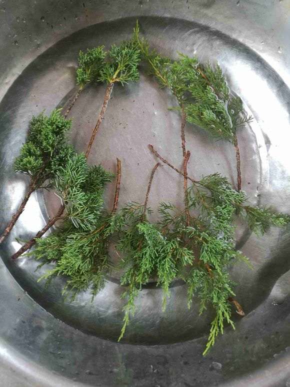 夏季扦插真柏下山桩可以成活吗