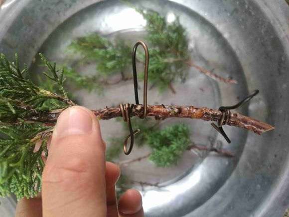 夏季扦插真柏下山桩可以成活吗