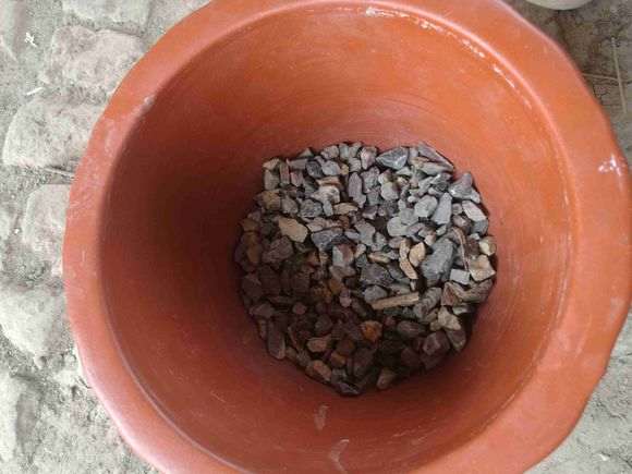 夏季扦插真柏下山桩可以成活吗