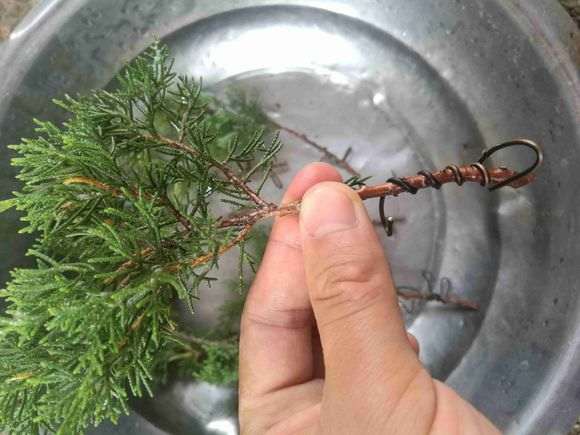 夏季扦插真柏下山桩可以成活吗