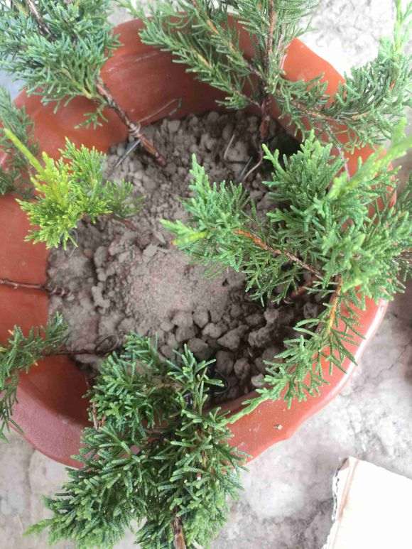 夏季扦插真柏下山桩可以成活吗