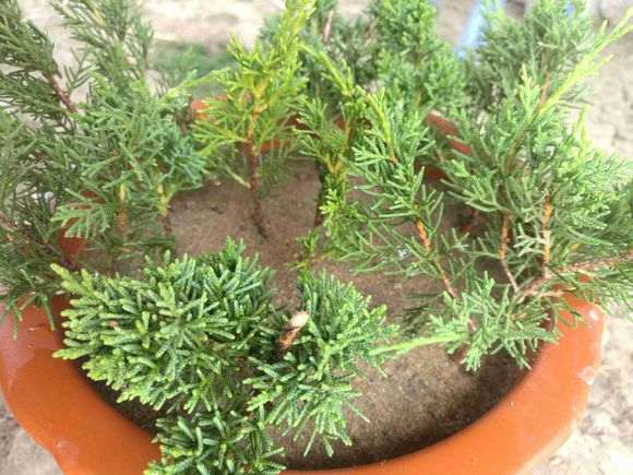 夏季扦插真柏下山桩可以成活吗