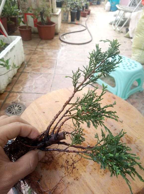 扦插的真柏下山桩怎么制作丛林盆景