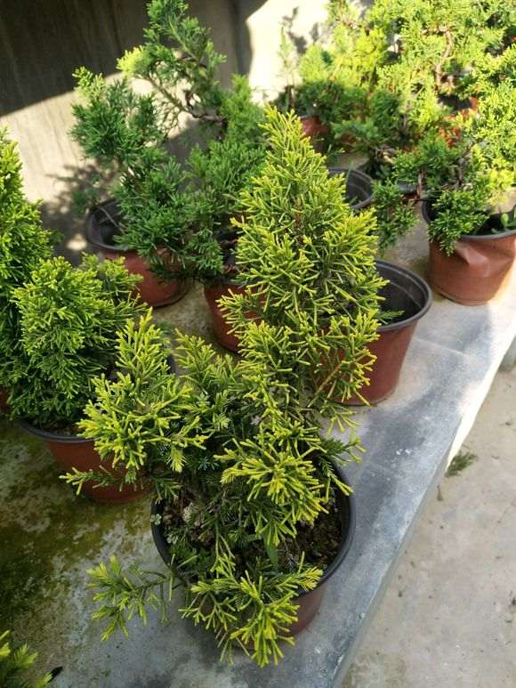 黄金系鱼川和黄金真柏下山桩有什么区别