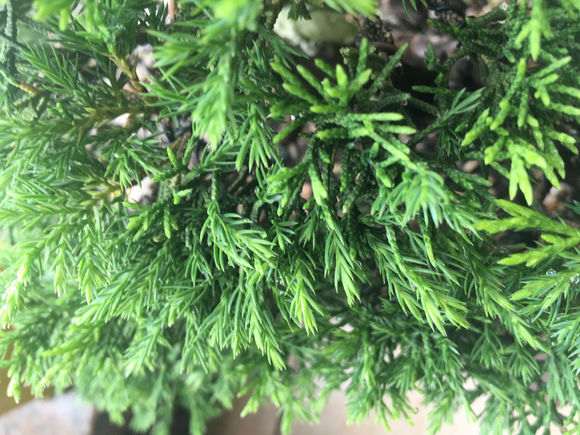 为什么系鱼川真柏下山桩的叶子长刺