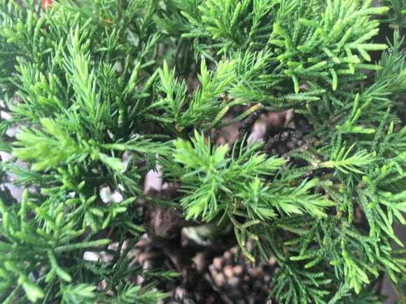 为什么系鱼川真柏下山桩的叶子长刺