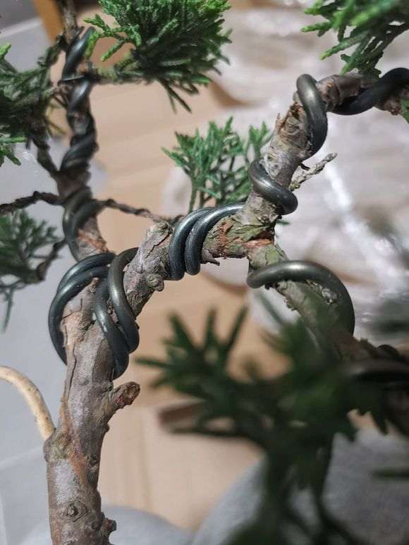 攀扎后的柏树下山桩裂开了 要紧吗 图片