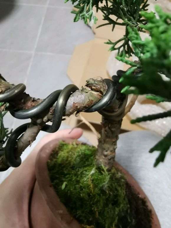 攀扎后的柏树下山桩裂开了 要紧吗 图片