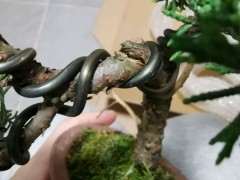 攀扎后的柏树下山桩裂开了 要紧吗 图片