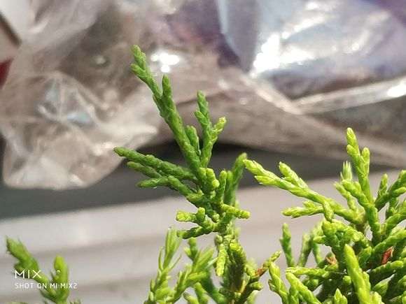这颗是八房还是宫坂真柏下山桩