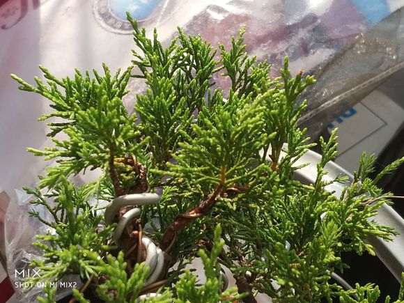 为什么大家都不买宿迁的真柏下山桩 图片