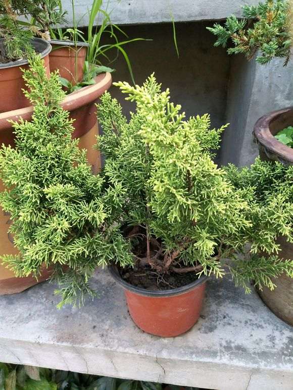 为什么大家都不买宿迁的真柏下山桩 图片