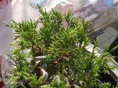 为什么大家都不买宿迁的真柏下山桩 图片