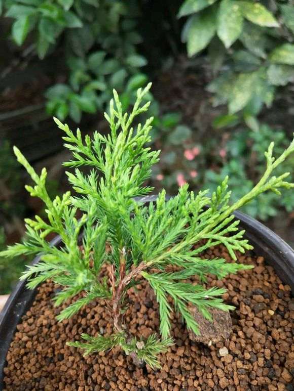 50元一颗的真柏下山桩 贵吗 图片
