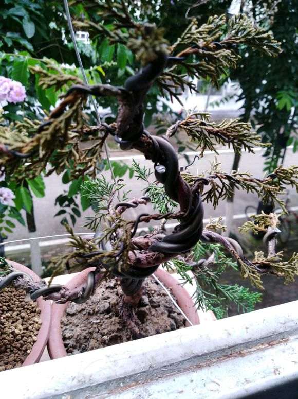 济州真柏下山桩 夏天我一天2次浇水 图片