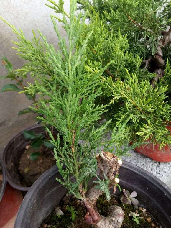 嫁接的系鱼川真柏下山桩