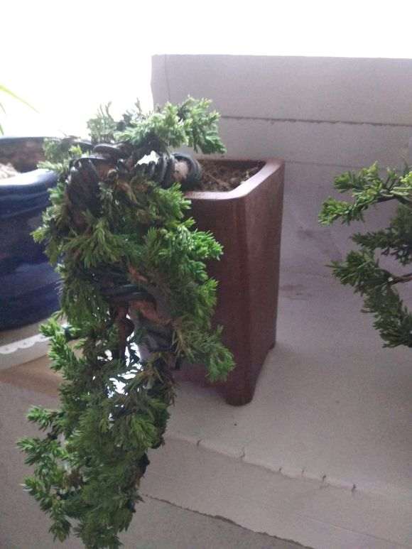 真柏下山桩蟠扎后