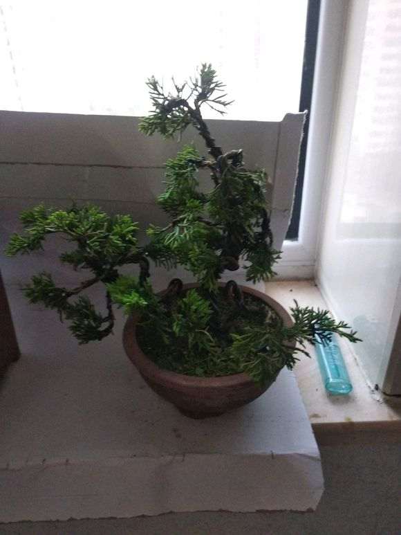 真柏下山桩蟠扎后