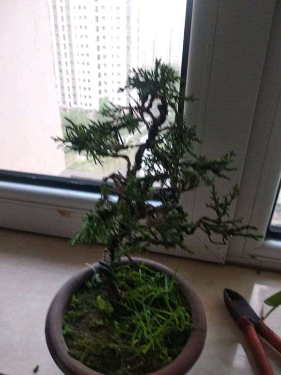 真柏下山桩蟠扎后