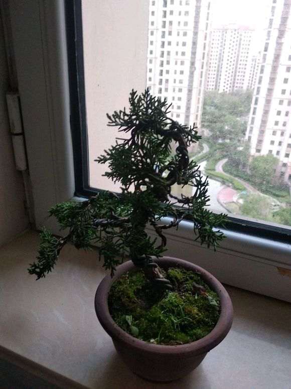 真柏下山桩蟠扎后