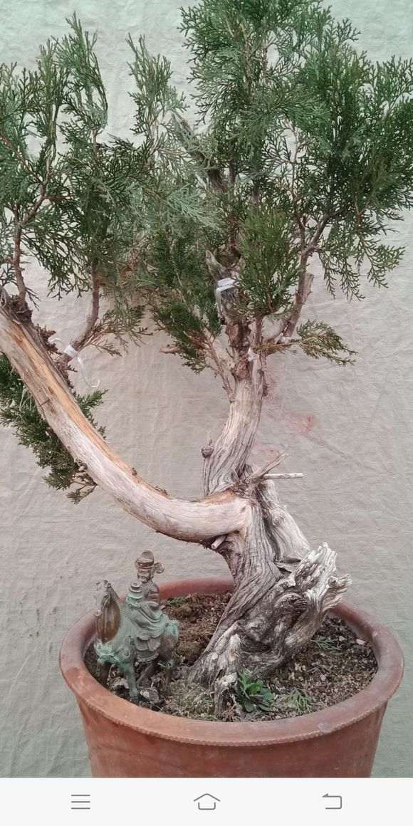 侧柏熟桩嫁接真柏下山桩 可以吗 图片