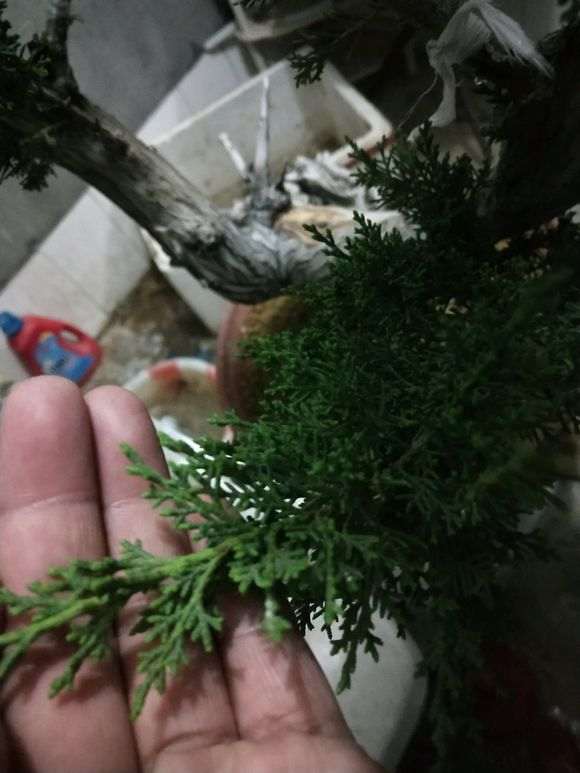 侧柏熟桩嫁接真柏下山桩 可以吗 图片