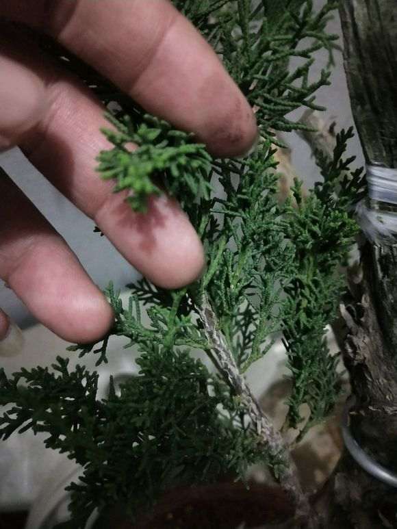 侧柏熟桩嫁接真柏下山桩 可以吗 图片