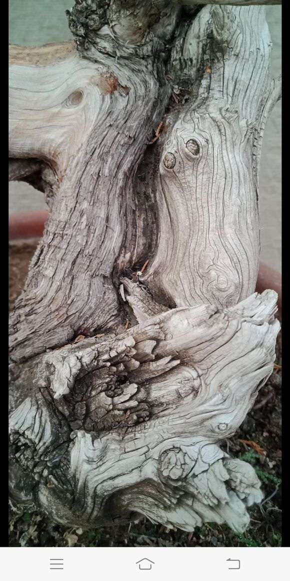 侧柏熟桩嫁接真柏下山桩 可以吗 图片