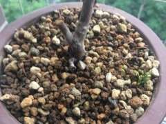 真柏下山桩的叶尖变干是什么原因 图片